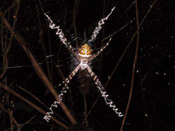 Argiopes Spider