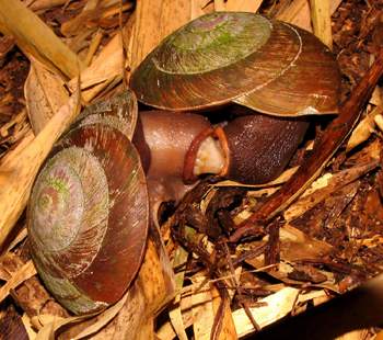 Terrestrial Snails Mating