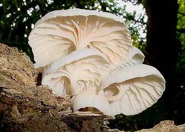 http://www.hughsmith.org/images/mushrooms/misc/misc7-s.jpg