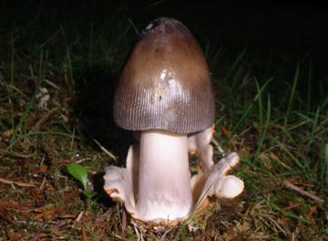 Amanita sp.