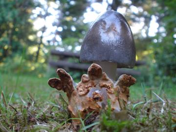 Amanita sp.