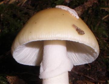 Amanita sp.