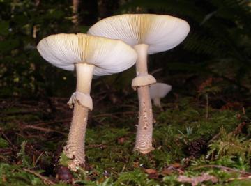 Amanita franchetii