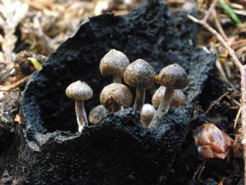 Asterophora parsitica