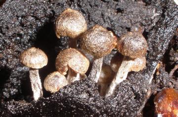 Asterophora parsitica