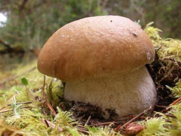 Boletus edulis