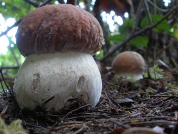 Boletus edulis