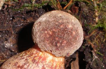 Boletus mirabilus