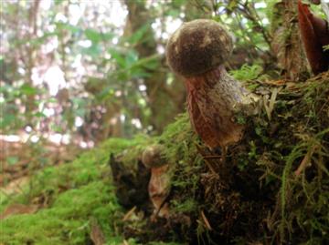Boletus mirabilus