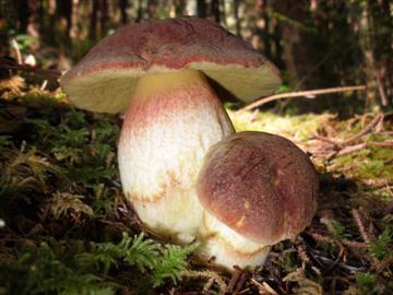 Boletus smithii