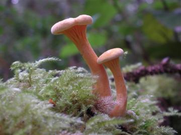 Cantharellus sp.