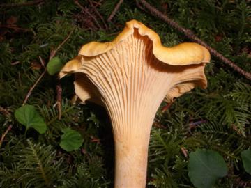 Cantharellus sp.