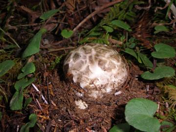 Catathelesma ventricosum