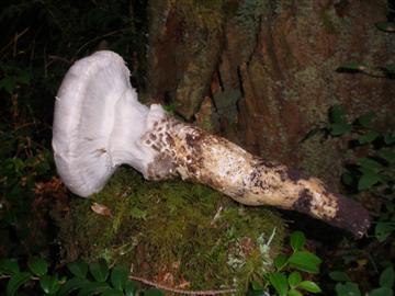 Catathelesma ventricosum