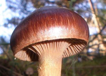 Chroogomphus vinicolor