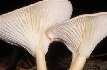 Clitocybe sp.