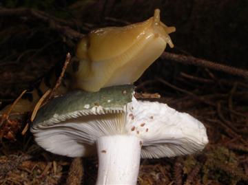 Columbianus ariolimax 