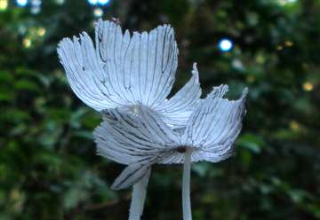 Coprinus lagopus