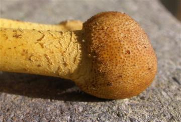 Cordyceps capitata