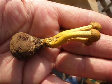 Cordyceps capitata