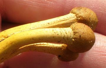 Cordyceps capitata