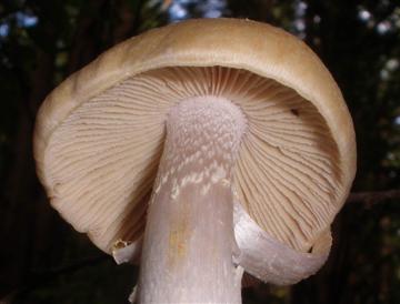 Cortinarius caperatus