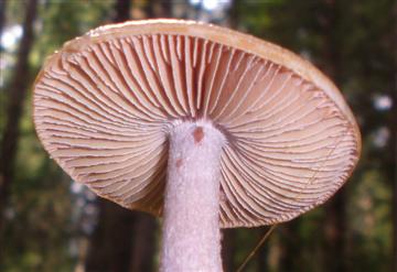 Cortinarius sp,