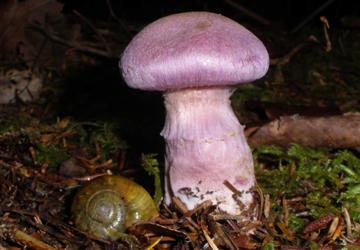 Cortinarius traganus