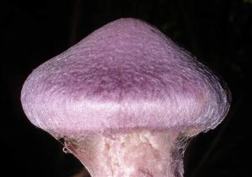 Cortinarius traganus