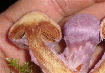 Cortinarius traganus