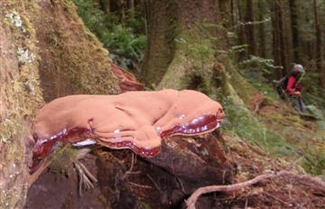 Ganoderma oregonense