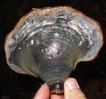 Ganoderma oregonense