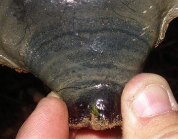Ganoderma oregonense