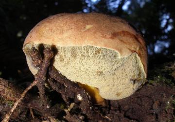 Gastroboletus turbinatus