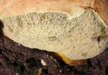Gastroboletus turbinatus