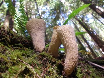 Gomphus floccosus