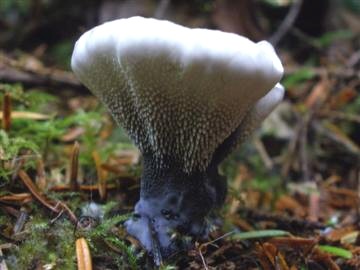 Hydnellum amoenolens