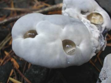 Hydnellum amoenolens