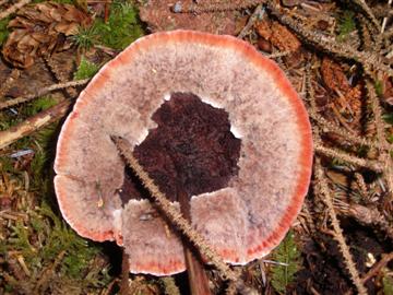 Hydnellum aurantiacum