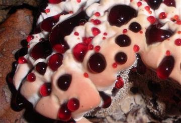 Hydnellum peckii