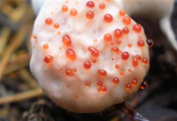 Hydnellum peckii