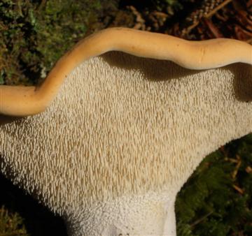 Hydnum repandum