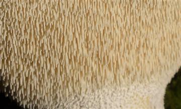 Hydnum repandum