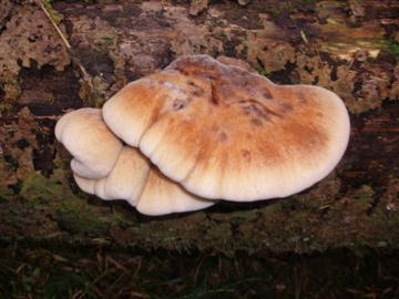 Ischnoderma resinosum