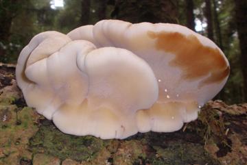 Ischnoderma resinosum