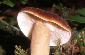 Lactarius fallax