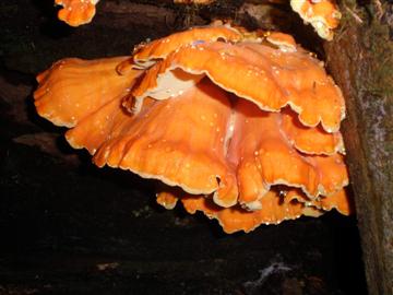 Laetiporus conifercola