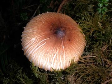 Lepiota sp.