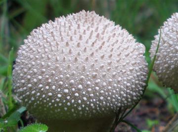 Lycoperdon perlatum