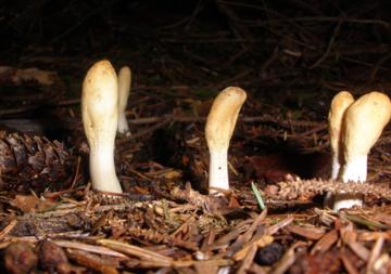 Podostroma alutaceum